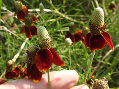 Ratibida columnifera