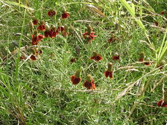 Ratibida columnifera