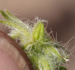 Cryptantha nevadensis