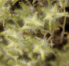 Cryptantha nevadensis