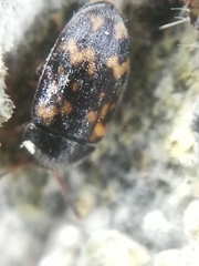 Mycetophagus atomarius