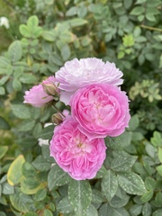 Rosa chinensis