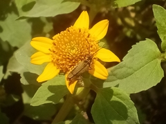 Chauliognathus hieroglyphicus