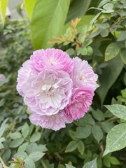 Rosa chinensis