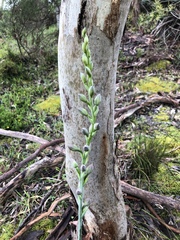 Thelymitra grandiflora