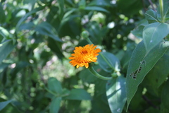 Lasianthaea macrocephala