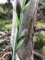 Thelymitra grandiflora