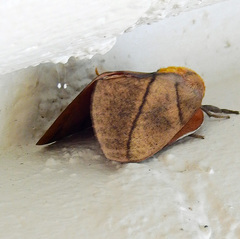 Syssphinx blanchardi