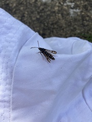 Bembecia ichneumoniformis