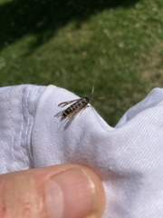 Bembecia ichneumoniformis