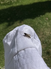 Bembecia ichneumoniformis