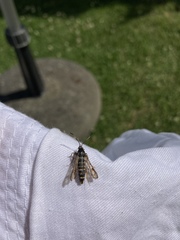 Bembecia ichneumoniformis