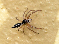 Cosmophasis baehrae