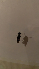 Hermetia illucens