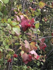 Viburnum trilobum image