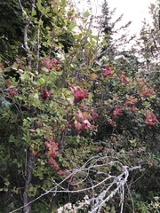 Viburnum trilobum image