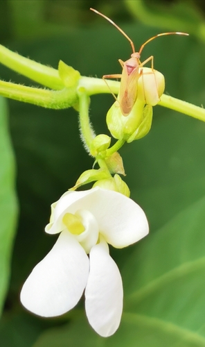 Phaseolus vulgaris