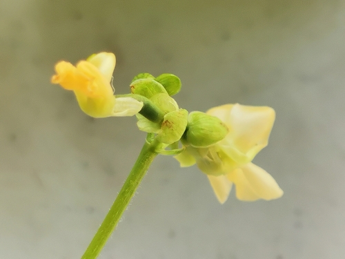 Phaseolus vulgaris