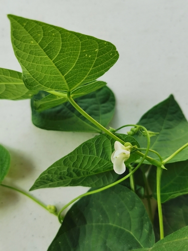 Phaseolus vulgaris