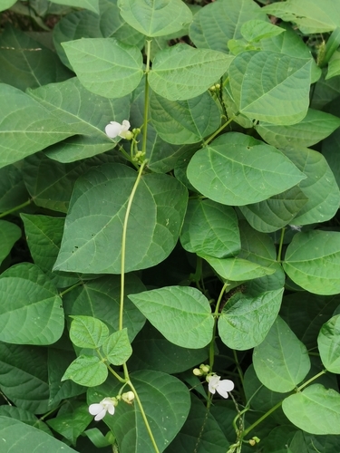 Phaseolus vulgaris