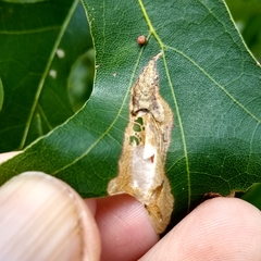 Coptotriche castaneaeella