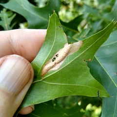 Coptotriche castaneaeella