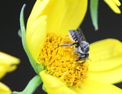 Megachile petulans