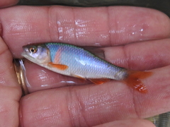 Cyprinella lutrensis