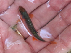 Cyprinella lutrensis