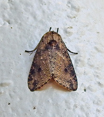 Purius superpulverea