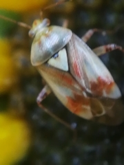 Lygus gemellatus