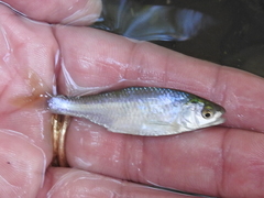 Cyprinella lutrensis