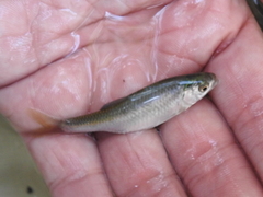 Cyprinella lutrensis