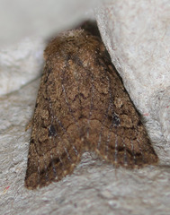 Nudorthodes texana