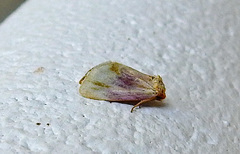 Chamaeclea basiochrea