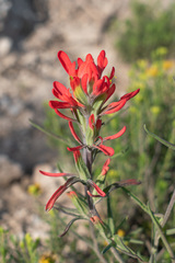 Castilleja lanata