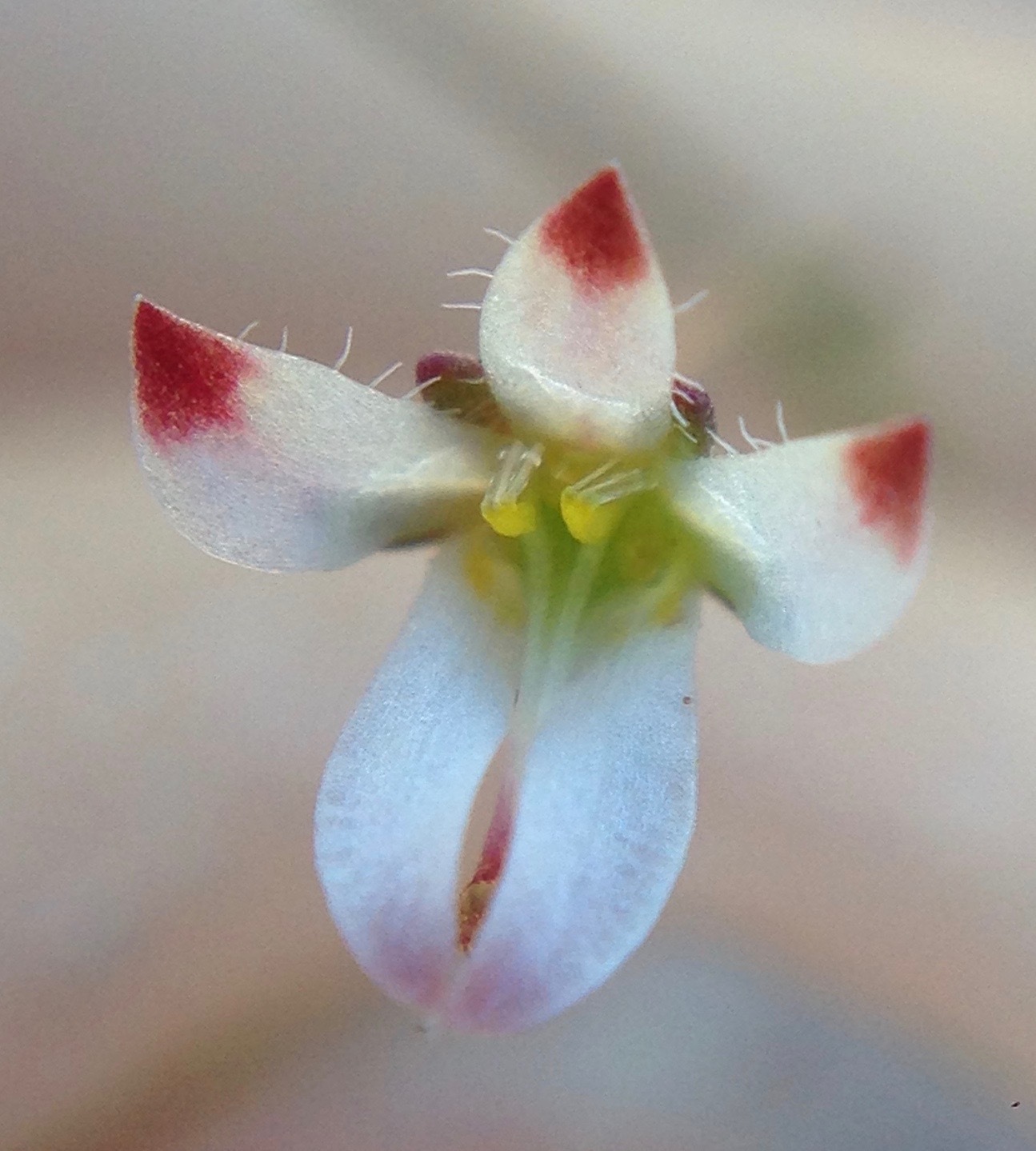 Nemacladus orientalis