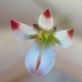 Redtip Threadplant - Photo (c) Adam J. Searcy, some rights reserved (CC BY), uploaded by Adam J. Searcy