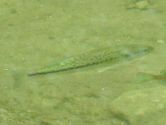 Micropterus salmoides