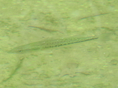 Micropterus salmoides