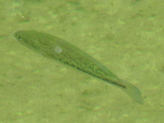 Micropterus salmoides