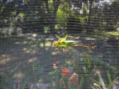 Orchelimum pulchellum