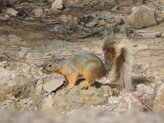 Sciurus nayaritensis