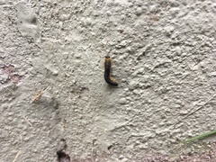 Macremphytus tarsatus