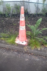 Isolepis sepulcralis