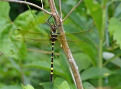 Macromia pacifica