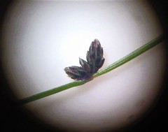 Isolepis sepulcralis