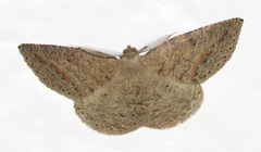 Drepanulatrix secundaria