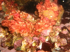 Pyura chilensis