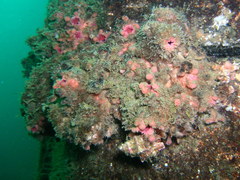 Pyura chilensis